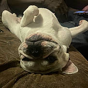 Gordis is registered to the contest to win money with this photo: animal, brown, bulldog, canine, companion, couch, cute, dog, domestic, face, fur, indoor, mammal, nose, paw, pet, relaxed, resting, sleeping, upside_down