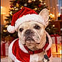 dog, french_bulldog, santa_hat, christmas_tree, holiday, festive, gift, present, red_collar, costume, indoor, decorations, lights, pet, cute, winter, snow_effect, fur, animal, holiday_season