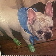 Gordis is registered to the contest to win money with this photo: dog, french_bulldog, bandana, blue_bandana, green_shoes, crocs, pet_clothing, wooden_floor, indoor, looking_up, curious, pet, animal, ears, white_dog, footwear, floor, domestic_animal, cute, small_dog