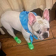Gordis joined the competition — help win amazing prizes! accessory, bandana, close_up, curtain, dog, ears, expression, floorboard, footwear, french_bulldog, green_crocs, hardwood_floor, indoor, looking_up, paws, pet, portrait, standing, white_fur, wrinkled_face