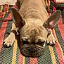 animal, canine, close_up, colorful, companion, cute, dog, ears, face, french_bulldog, fur, indoor, lying_down, mat, paws, pet, relaxed, resting, striped, wrinkles