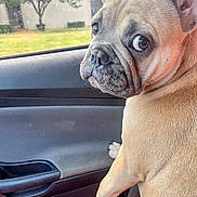 Bella joined the competition — help win amazing prizes! animal, building, canine, car, car_interior, closeup, daylight, dog, ears, expression, french_bulldog, fur, looking_back, outdoor_view, paw, pet, seat, snout, tree, window