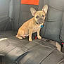 animal, backseat, car_interior, collar, cute, daylight, dog, domestic_animal, ears, face, french_bulldog, leather_seat, pet, seatbelt, sitting, tag, tan_dog, transport, vehicle, window