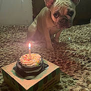 Bella is registered to the contest to win money with this photo: dog, french_bulldog, birthday_cake, candle, carpet, indoor, pet, celebration, animal, frosting, sprinkles, box, small_cake, cute, looking, brown, furry, lighting, closeup, single_pet