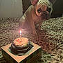dog, french_bulldog, birthday_cake, candle, carpet, indoor, pet, celebration, animal, frosting, sprinkles, box, small_cake, cute, looking, brown, furry, lighting, closeup, single_pet