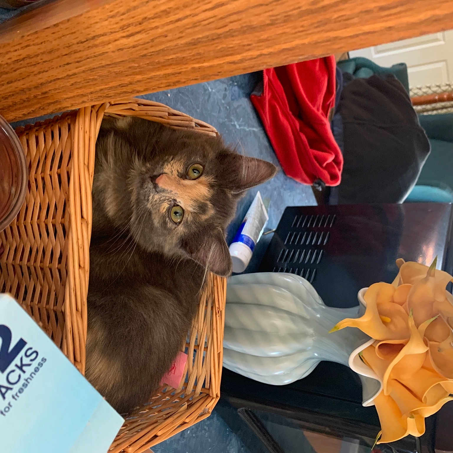 Kloe joined the competition — help win amazing prizes! audio_equipment, basket, box, carmine, carnivore, eyewear, felidae, fur, glove, hardwood, hat, headgear, mammal, room, textile, toy, vertebrate, visual_arts, wood, wood_stain