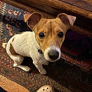 Willow participe au concours pour gagner de l'argent avec cette photo : dog, small_dog, curious, brown_and_white, pet, floor, rug, wooden_table, indoor, footwear, croc_shoe, looking_up, animal, companion, domestic, ears, snout, fur, cute, waiting