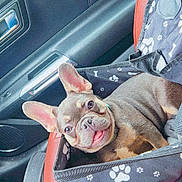 Dior joined the competition — help win amazing prizes! dog, puppy, french_bulldog, car, car_seat, pet_seat, black_fabric, paw_prints, red_leather, happy, tongue_out, ears_up, cute, smiling, seat_belt, interior, window, door_handle, seat, pet_accessory