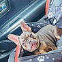 dog, puppy, french_bulldog, car, car_seat, pet_seat, black_fabric, paw_prints, red_leather, happy, tongue_out, ears_up, cute, smiling, seat_belt, interior, window, door_handle, seat, pet_accessory