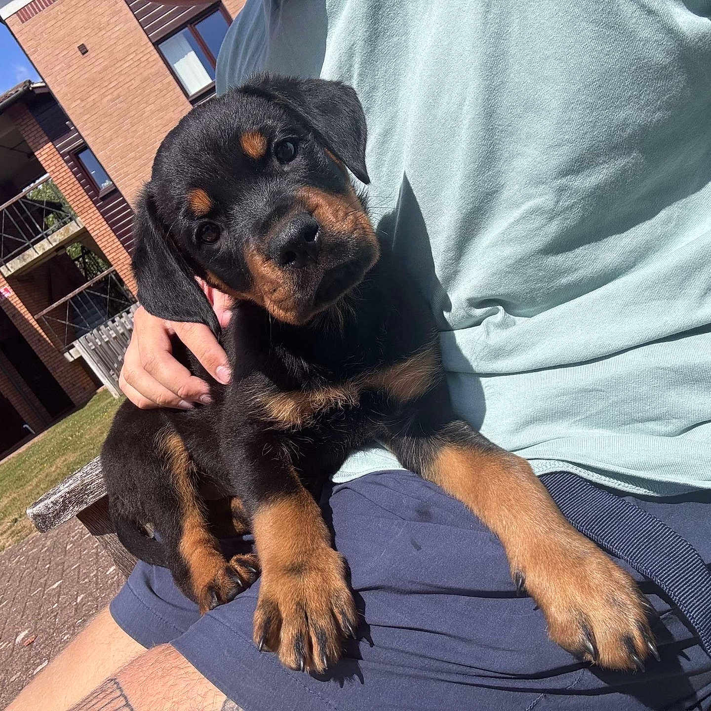 Nova joined the competition — help win amazing prizes! animal, bench, brick_building, cute, daytime, dog, grass, hand, lap, looking_at_camera, outdoor, person, pet, puppy, rottweiler, shadow, shorts, sunlight, tshirt, young