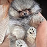adorable, animal, arm, closeup, companion, cozy, cuddle, cute, dog, fluffy, fur, hand, indoors, paws, pet, pomeranian, puppy, sleepy, small, snuggled