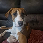 Molly joined the competition — help win amazing prizes! animal, blanket, brown, canine, companion, couch, dog, ears, fur, furniture, home, indoor, laying, paw, pet, portrait, relaxed, resting, snout, white