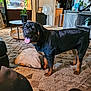 Keziah joined the competition — help win amazing prizes! carpet, couch, cozy, dog, fan, floor, furniture, home_decor, indoor, living_room, pet, pillow, plant, rottweiler, smiling, table, television, terrarrium, tongue_out, wooden_cabinet