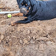 Keziah joined the competition — help win amazing prizes! animal, black_and_tan, canine, digging, dirt, dog, earth, excavation, garden_hose, grass, lying_down, mischievous, mud, outdoor, pet, playful, rottweiler, summer, tennis_ball, yard