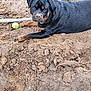 animal, black_and_tan, canine, digging, dirt, dog, earth, excavation, garden_hose, grass, lying_down, mischievous, mud, outdoor, pet, playful, rottweiler, summer, tennis_ball, yard