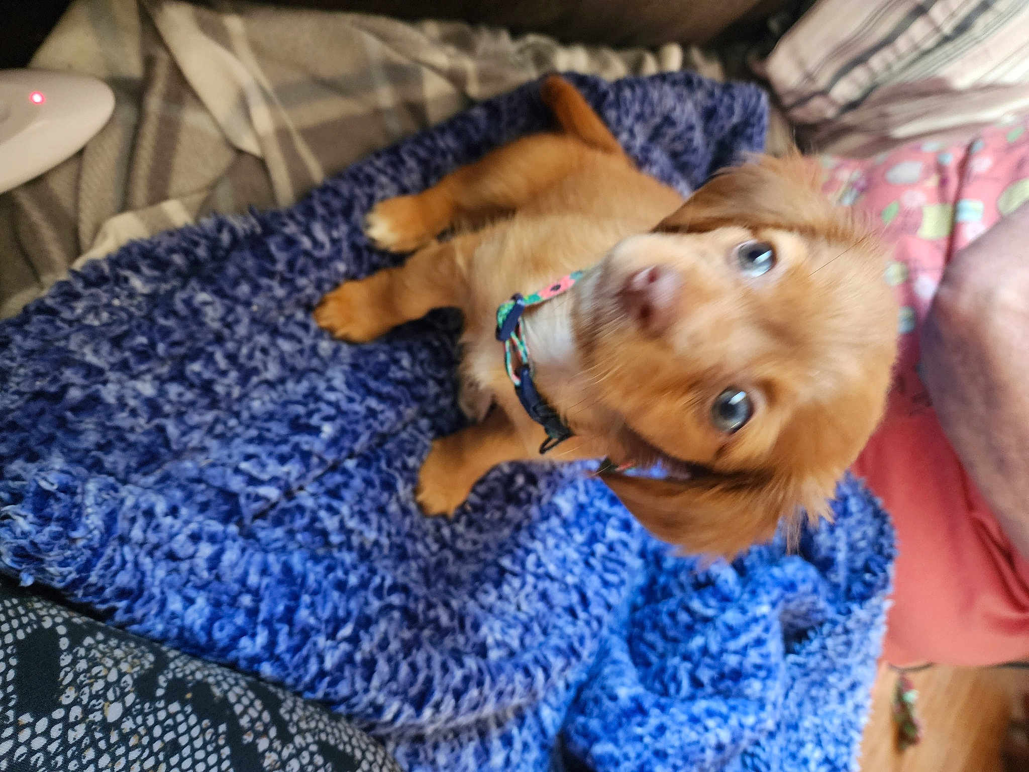 Daphne
