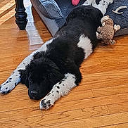 Luna joined the competition — help win amazing prizes! animal, black_and_white, chew_toy, cozy, cute, dog, dog_bed, domestic_animal, flooring, furniture_leg, home, indoor, lying_down, pet, puppy, relaxed, resting, stuffed_animal, toy, wooden_floor