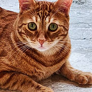 Léo a rejoint le concours — aidez-le/la à gagner de superbes lots ! cat, orange_tabby, pet, animal, feline, whiskers, ears, paws, fur, closeup, lying_down, floor, stone_floor, green_eyes, alert, domestic_cat, cute, portrait, indoor, relaxed