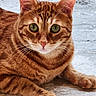 cat, orange_tabby, pet, animal, feline, whiskers, ears, paws, fur, closeup, lying_down, floor, stone_floor, green_eyes, alert, domestic_cat, cute, portrait, indoor, relaxed