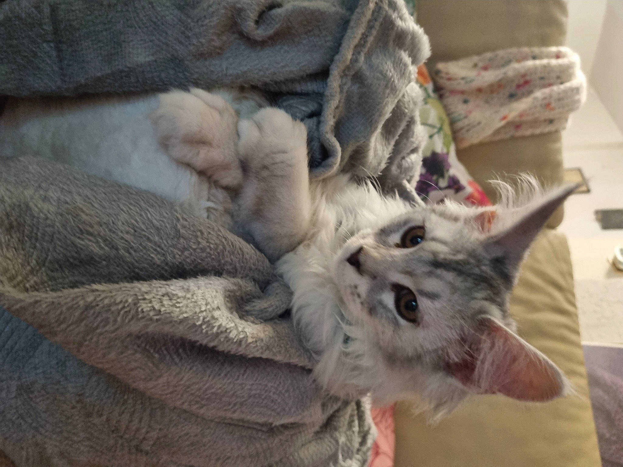 Tandem a rejoint le concours — aidez-le/la à gagner de superbes lots ! carnivore, cat, claw, comfort, denim, domestic_short_haired_cat, fawn, felidae, fur, grey, linens, paw, russian_blue, small_to_medium_sized_cats, snout, tail, whiskers