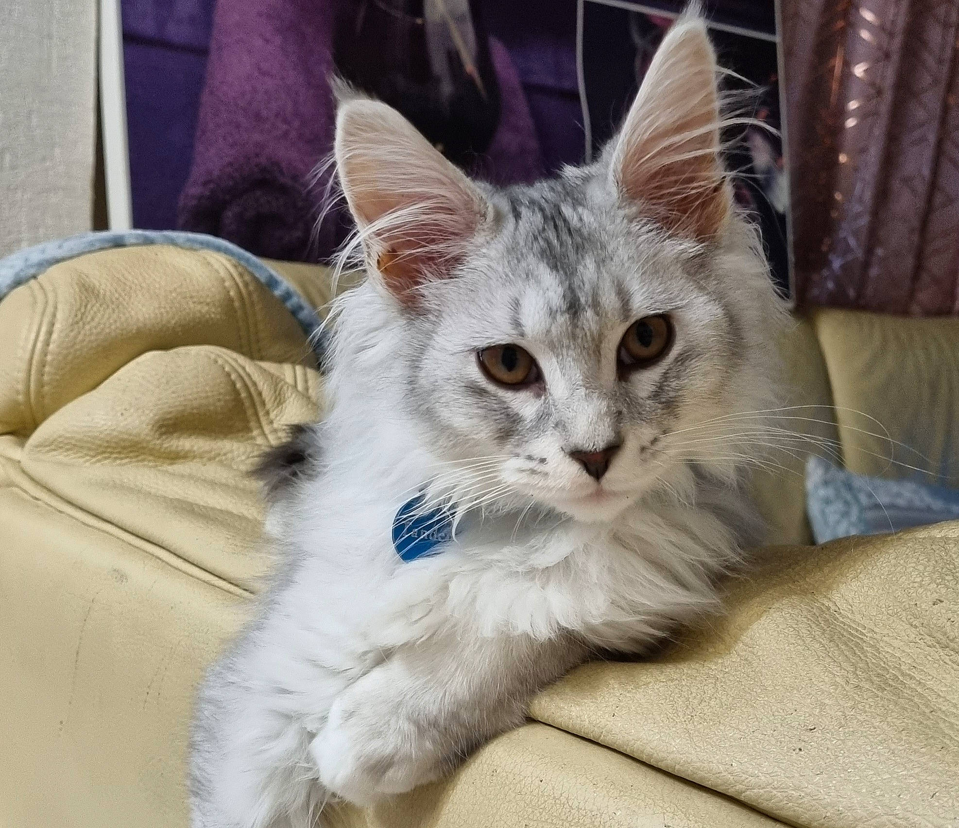 Tandem a rejoint le concours — aidez-le/la à gagner de superbes lots ! carnivore, cat, cat_bed, claw, comfort, couch, curtain, domestic_short_haired_cat, eye, fawn, felidae, fur, paw, small_to_medium_sized_cats, snout, tail, whiskers, window