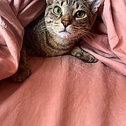 Buddy joined the competition — help win amazing prizes! cat, tabby, pet, animal, feline, blanket, pink, bed, cozy, cute, whiskers, ears, fur, indoor, resting, curious, closeup, soft, comfort, sleepy
