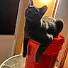 cat, gray_cat, bucket, red_bucket, glass_table, indoor, pet, animal, feline, curious, relaxed, sitting, legs, front_legs, fur, whiskers, ears, light, shadow, cozy