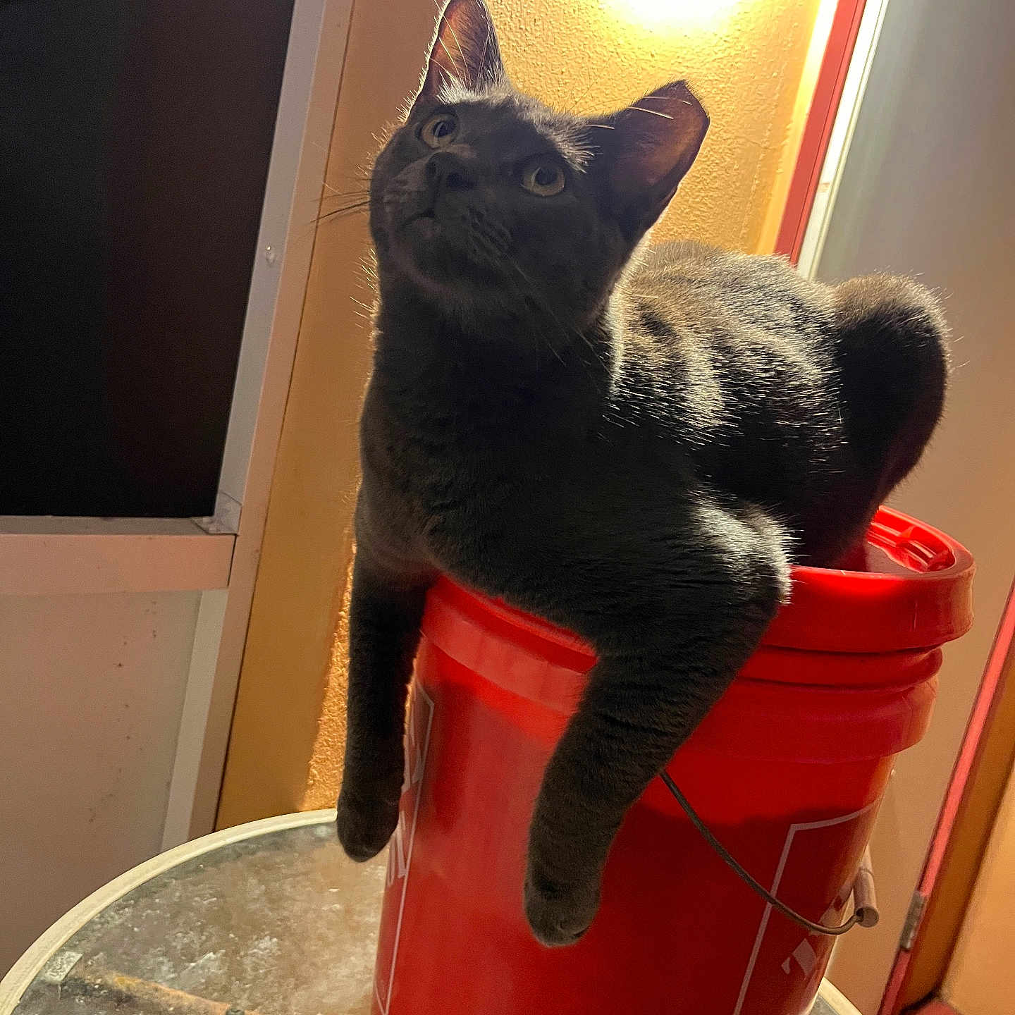 Blue is registered to the contest to win money with this photo: animal, bucket, cat, cozy, curious, ears, feline, front_legs, fur, glass_table, gray_cat, indoor, legs, light, pet, red_bucket, relaxed, shadow, sitting, whiskers