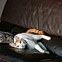 Ulysse participe au concours pour gagner de l'argent avec cette photo : animal, cat, cozy, curled_tail, cushion, ears, eyes, feline, fur, home, indoor, leather_couch, lying_down, orange, pet, relaxed, resting, tail, whiskers, white