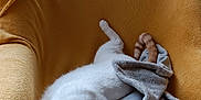 Ulysse a rejoint le concours — aidez-le/la à gagner de superbes lots ! armchair, blanket, cat, comfortable, cozy, curtains, domestic_cat, feline, fur, indoor, orange_cat, pet, relaxed, resting, sleeping, soft, sunlight, white_cat, window, yellow