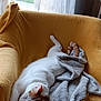Ulysse a rejoint le concours — aidez-le/la à gagner de superbes lots ! armchair, blanket, cat, comfortable, cozy, curtains, domestic_cat, feline, fur, indoor, orange_cat, pet, relaxed, resting, sleeping, soft, sunlight, white_cat, window, yellow