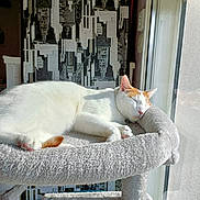 Ulysse a rejoint le concours — aidez-le/la à gagner de superbes lots ! animal, cat, cat_tree, cityscape, cozy, cute, fluffy, furniture, home, indoor, orange_spot, peaceful, pet, relaxation, resting, sleeping, sunlight, urban_wallpaper, white_cat, window