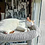 animal, cat, cat_tree, cityscape, cozy, cute, fluffy, furniture, home, indoor, orange_spot, peaceful, pet, relaxation, resting, sleeping, sunlight, urban_wallpaper, white_cat, window