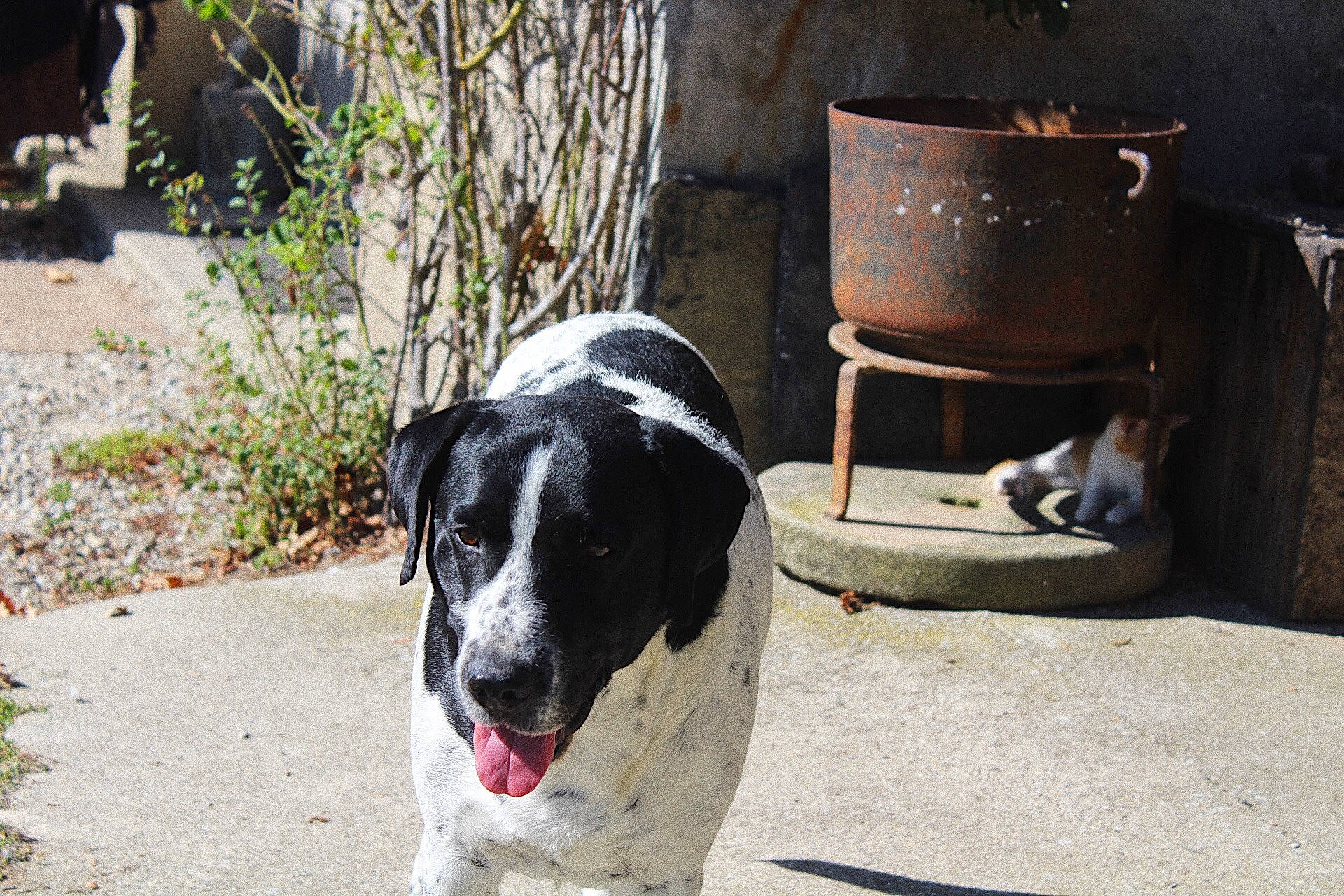 Jingle a rejoint le concours — aidez-le/la à gagner de superbes lots ! braque_dauvergne, canidae, carnivore, dog, dog_breed, mammal, pointer, rare_breed_dog, sporting_group, stabyhoun, street_dog