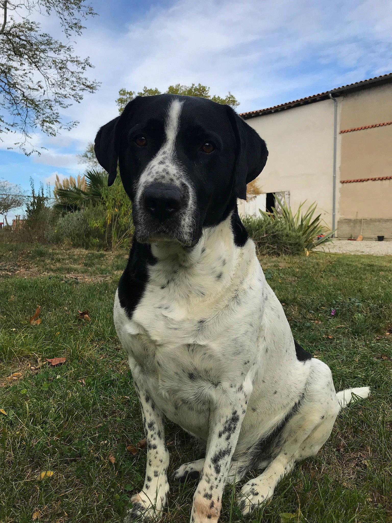 Jingle a rejoint le concours — aidez-le/la à gagner de superbes lots ! braque_dauvergne, braque_du_bourbonnais, canidae, carnivore, dog, dog_breed, german_shorthaired_pointer, hunting_dog, mammal, old_danish_pointer, pointer, pointing_breed, rafeiro_do_alentejo, rare_breed_dog, sporting_group, stabyhoun, vertebrate