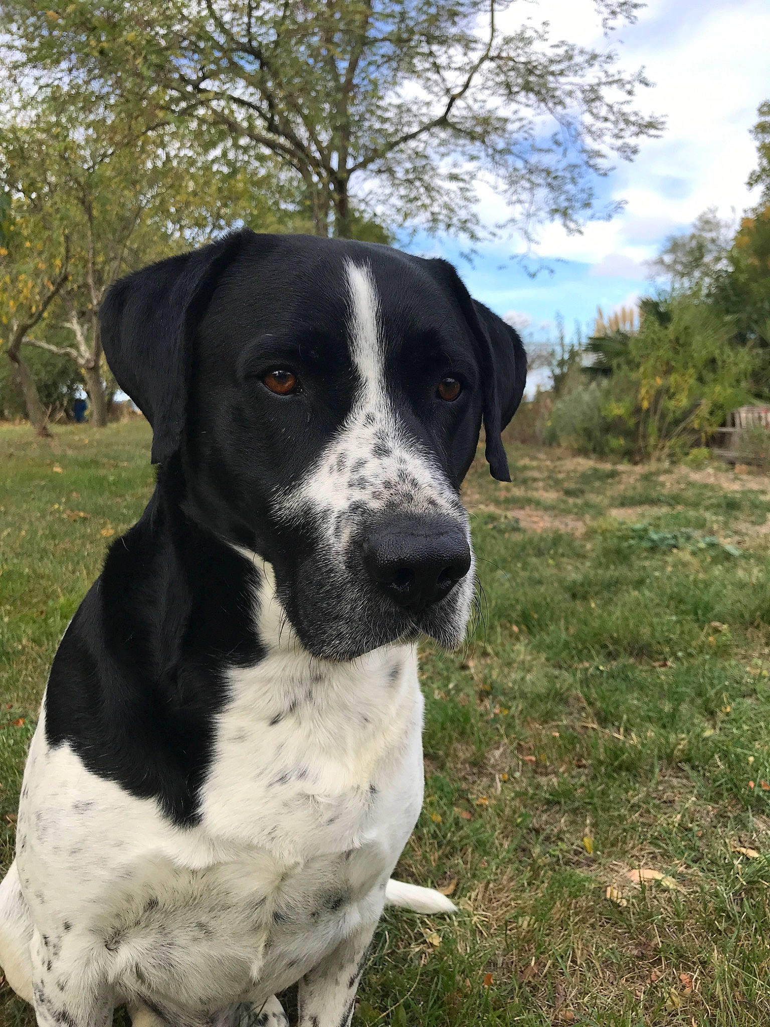 Jingle a rejoint le concours — aidez-le/la à gagner de superbes lots ! borador, braque_dauvergne, canidae, carnivore, dog, dog_breed, hunting_dog, mammal, old_danish_pointer, pointer, pointing_breed, rafeiro_do_alentejo, rare_breed_dog, snout, sporting_group, stabyhoun, vertebrate