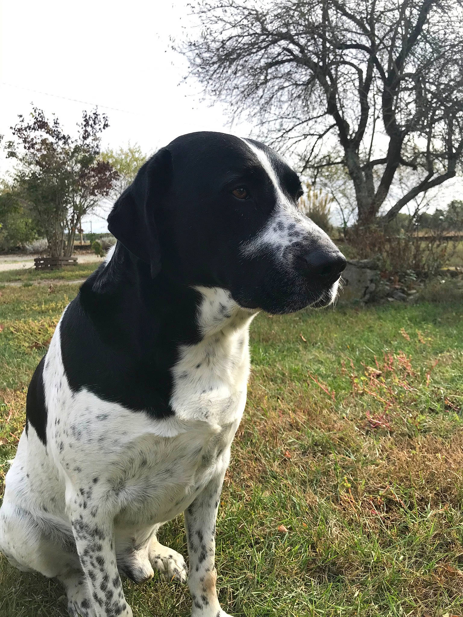 Jingle participe au concours pour gagner de l'argent avec cette photo : ariegeois, braque_dauvergne, braque_francais, canidae, carnivore, dog, dog_breed, german_shorthaired_pointer, hunting_dog, mammal, old_danish_pointer, pointer, pointing_breed, snout, sporting_group, vertebrate