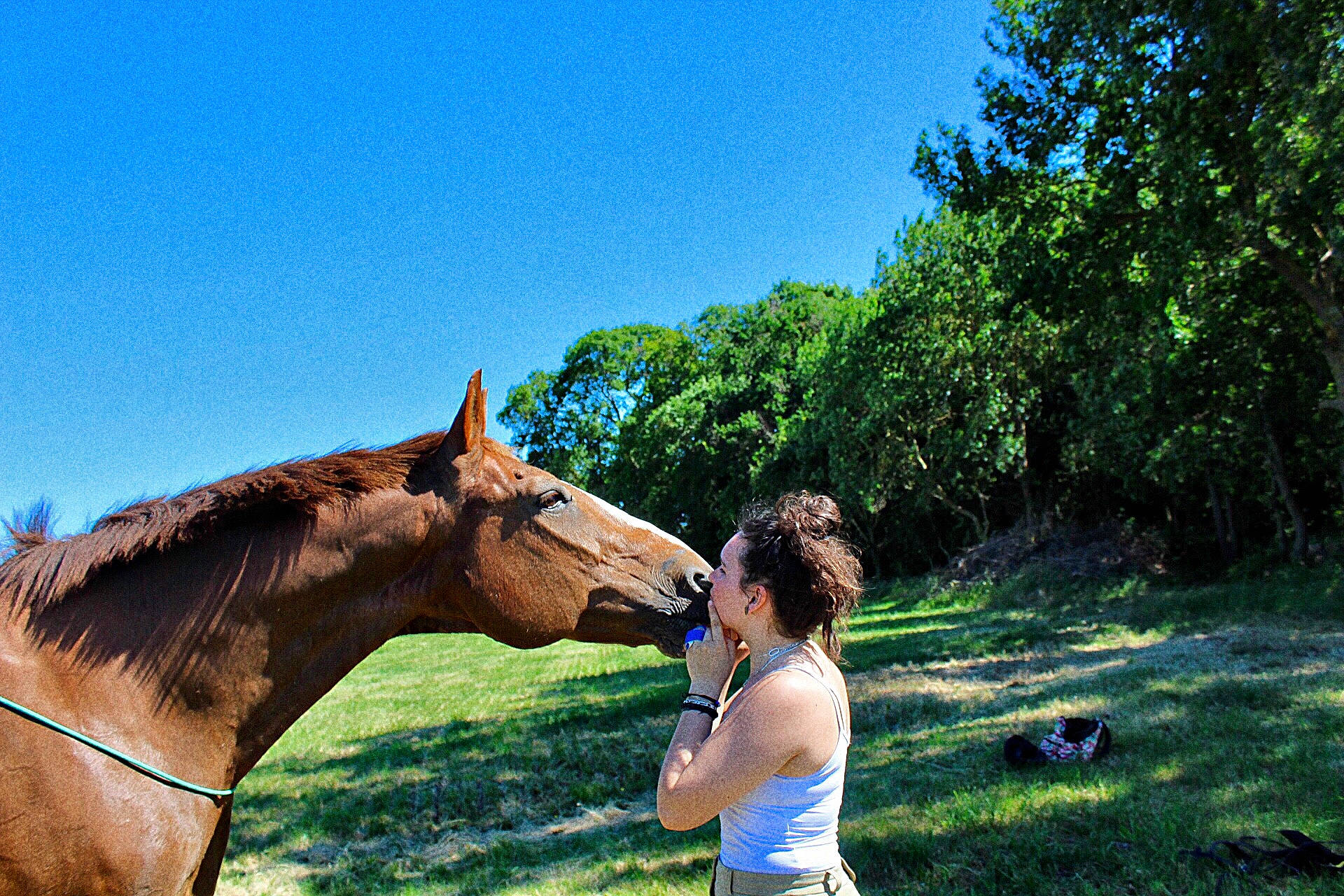 Opera Royal participe au concours pour gagner de l'argent avec cette photo : bridle, fun, grass, hair, halter, horse, landscape, mammal, mane, mare, mustang_horse, organism, pasture, ranch, rural_area, sky, stallion, summer, tree, vacation