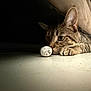 animal, cat, closeup, curious, cute, feline, floor, focus, indoor, low_light, lying, mystery, object, paws, pet, playful, shadow, tabby, watching, whiskers
