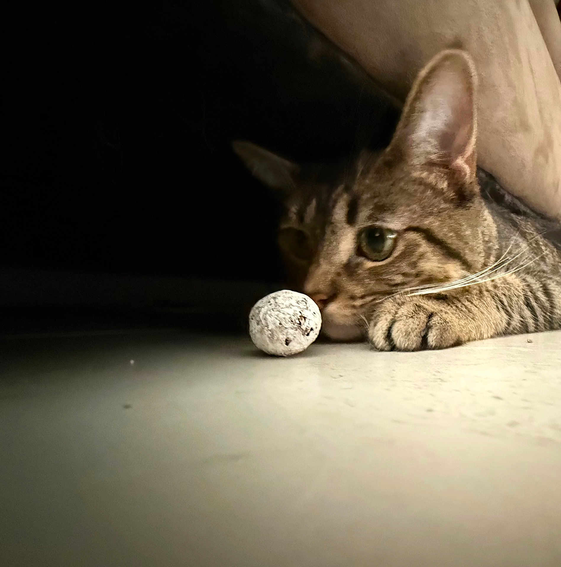 Mimosha joined the competition — help win amazing prizes! animal, cat, closeup, curious, cute, feline, floor, focus, indoor, low_light, lying, mystery, object, paws, pet, playful, shadow, tabby, watching, whiskers