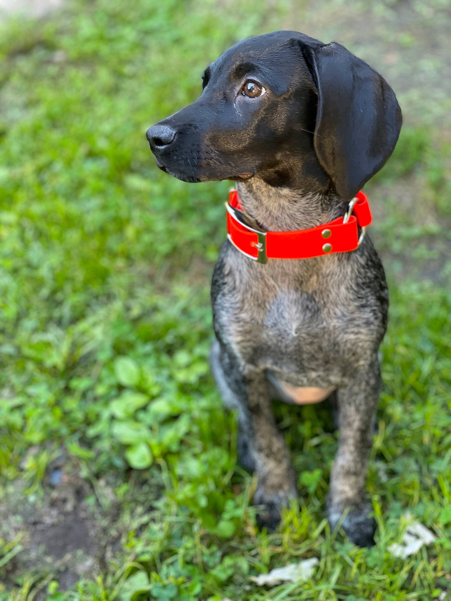 Stella joined the competition — help win amazing prizes! borador, canidae, carnivore, collar, companion_dog, dog, dog_breed, dog_collar, dog_supply, fawn, fur, grass, gun_dog, liver, plant, pointing_breed, sporting_group, tail, terrestrial_animal, working_animal