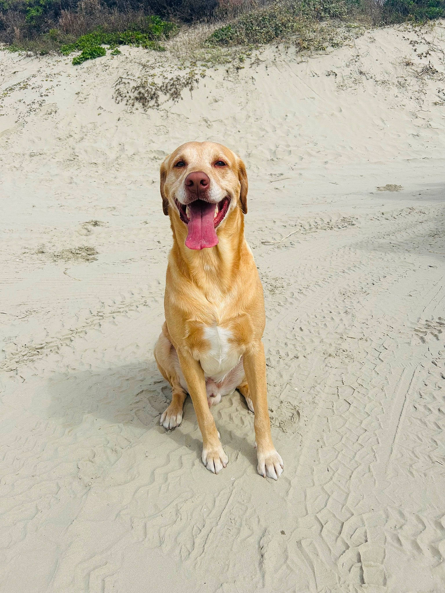Chico is registered to the contest to win money with this photo: beach, canidae, carnivore, collar, companion_dog, dog, dog_breed, dog_collar, fawn, gun_dog, paw, plant, retriever, sand, snout, sporting_group, street_dog, tail, working_animal, working_dog
