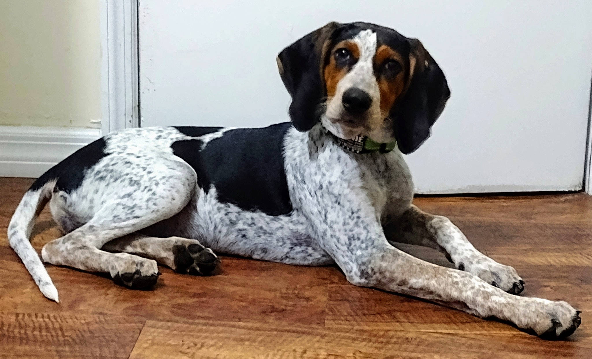 Annie is registered to the contest to win money with this photo: bored, braque_francais, canidae, carnivore, collar, comfort, companion_dog, dog, dog_breed, dog_supply, flooring, hardwood, hound, scent_hound, snout, sporting_group, wood, wood_flooring, working_animal, working_dog