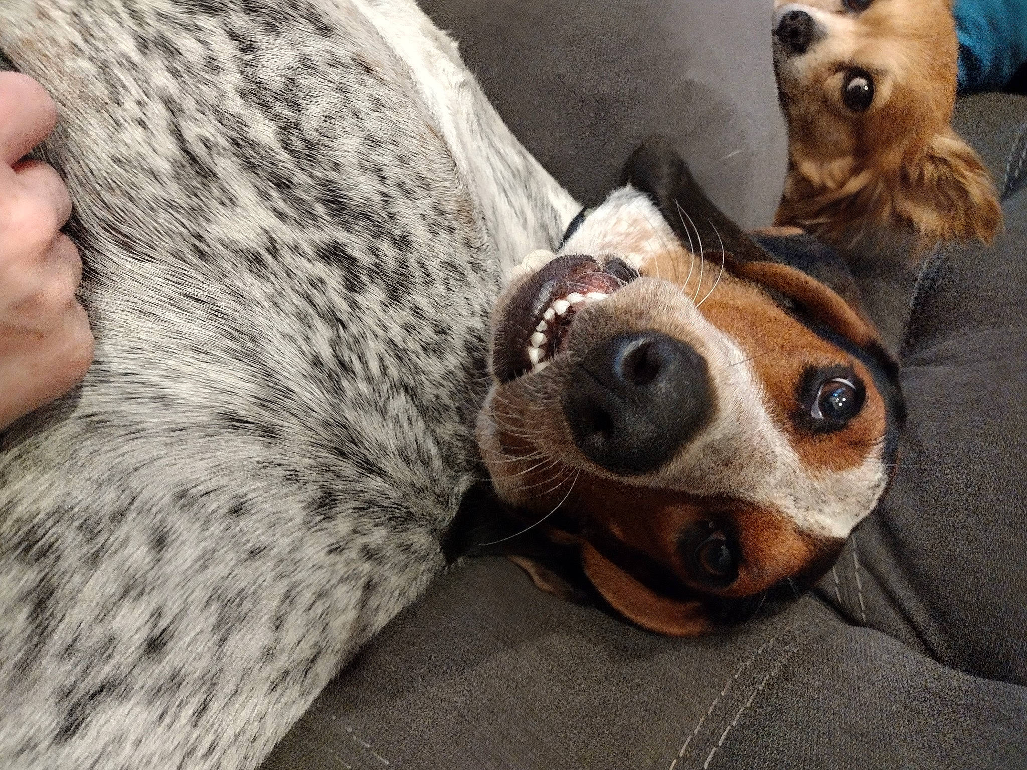 Annie joined the competition — help win amazing prizes! canidae, carnivore, comfort, companion_dog, couch, dog, dog_breed, dog_supply, fawn, fur, selfie, snout, sporting_group, stuffed_toy, terrestrial_animal, toy, vertebrate, whiskers, wildlife, working_animal