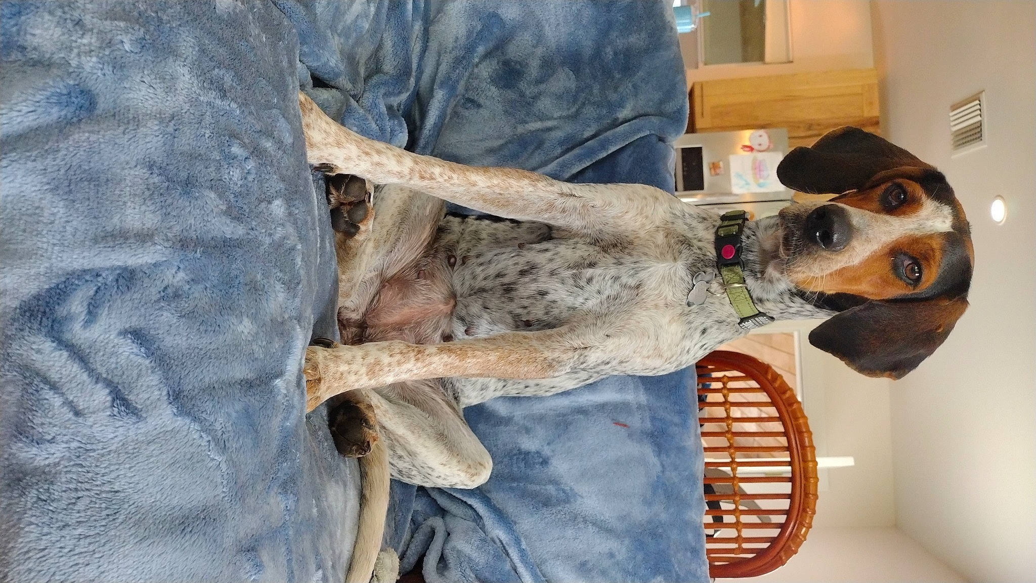 Annie joined the competition — help win amazing prizes! canidae, carnivore, collar, companion_dog, dog, dog_breed, dog_collar, fawn, fur, giant_dog_breed, hat, natural_material, snout, sporting_group, wood, working_animal, working_dog