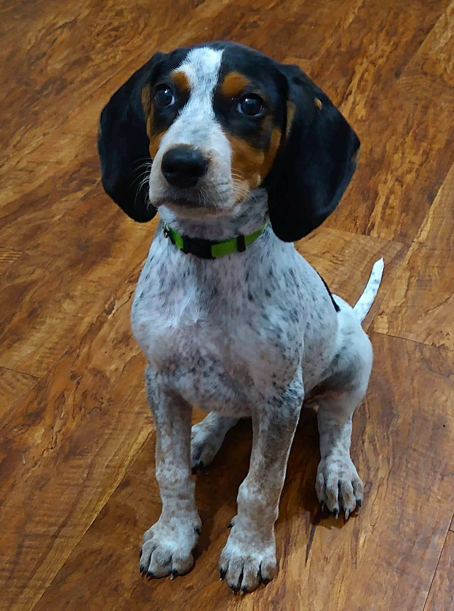 Annie joined the competition — help win amazing prizes! canidae, carnivore, circle, collar, companion_dog, dog, dog_breed, dog_collar, dog_supply, fawn, hardwood, hunting_dog, liver, pet_supply, sporting_group, terrestrial_animal, varnish, wood, wood_stain, working_animal