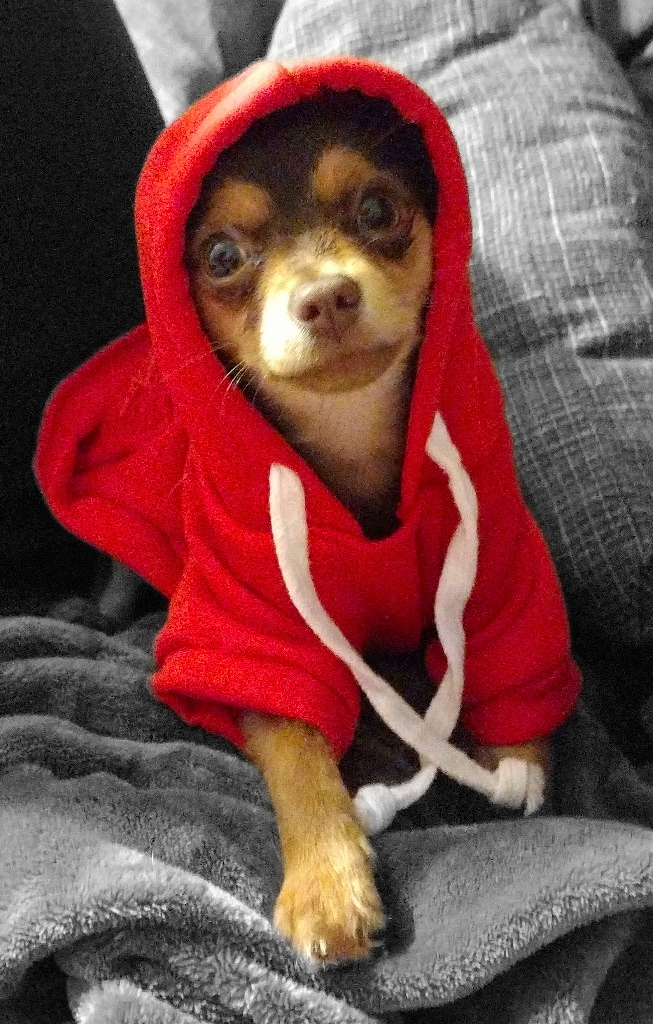 Stoick joined the competition — help win amazing prizes! canidae, carmine, carnivore, comfort, companion_dog, corgi_chihuahua, dog, dog_breed, dog_clothes, dog_supply, fawn, fur, grey, puppy, snout, sporting_group, terrestrial_animal, toy_dog, whiskers, working_animal