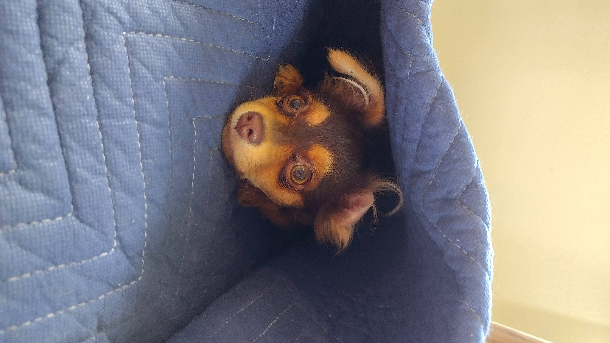 Stoick is registered to the contest to win money with this photo: beard, canidae, comfort, companion_dog, couch, dog_breed, electric_blue, eye, facial_hair, fur, gesture, human_leg, paw, sitting, snout, sporting_group, whiskers