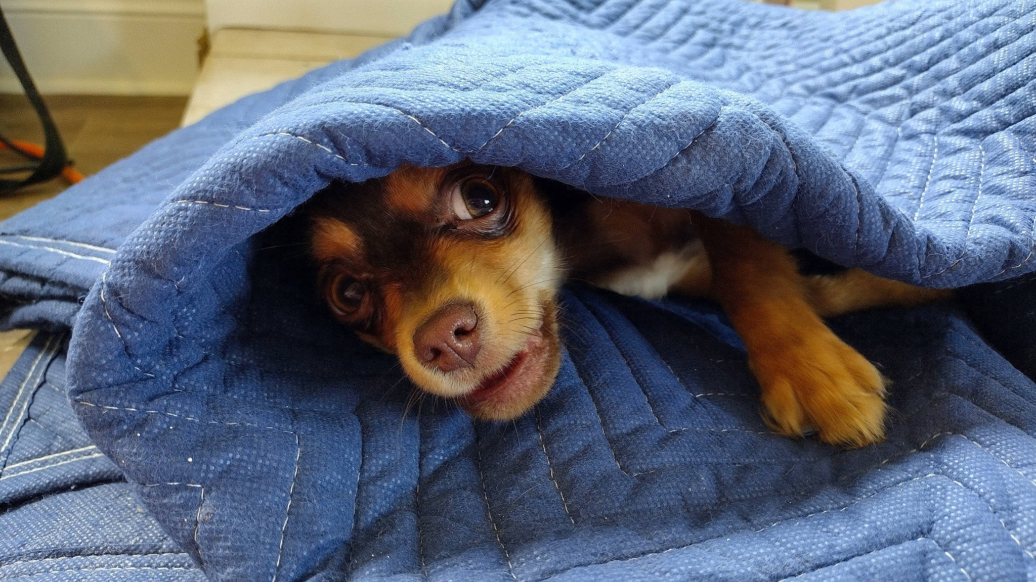 Stoick joined the competition — help win amazing prizes! canidae, carnivore, comfort, companion_dog, dog, dog_breed, fawn, fur, guard_dog, liver, paw, pinscher, puppy, snout, sporting_group, textile, toy_dog, whiskers, working_animal, wrinkle