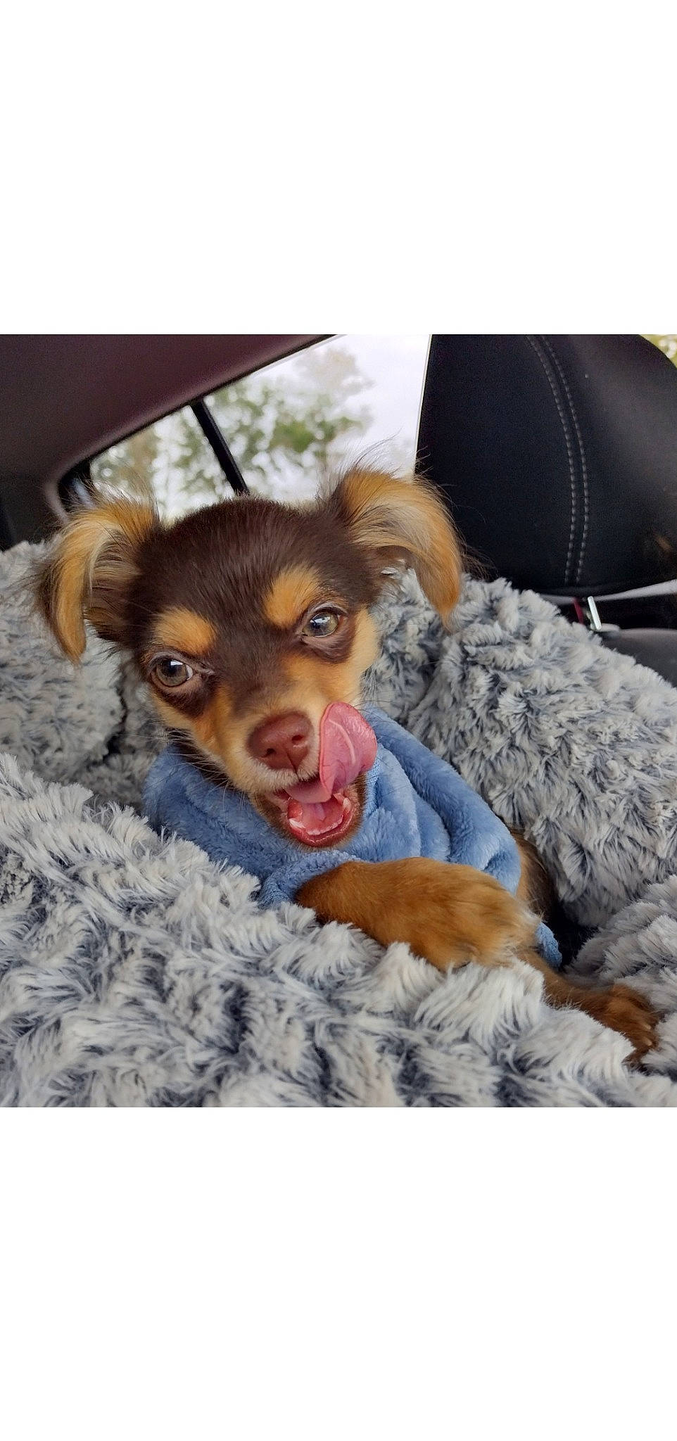 Stoick is registered to the contest to win money with this photo: canidae, carnivore, comfort, companion_dog, couch, dog, dog_breed, dog_supply, ear, fawn, fur, liver, paw, snout, sporting_group, terrestrial_animal, toy, toy_dog, whiskers, working_animal